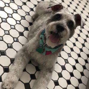 Meet your Posher, Abbey